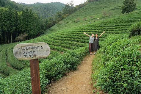 Boseong Green Tea Plantation: A Rolling Oasis of Emerald Delight!