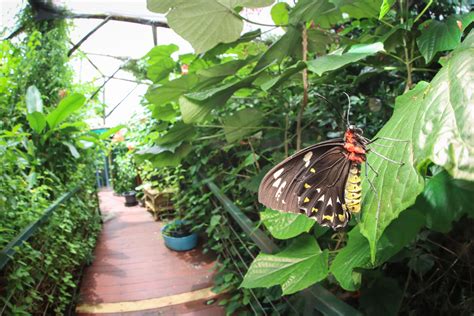 Butterfly Farm in Sungai Petani: A Fluttering Wonderland of Color and Serenity!