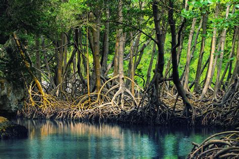 Dongxing Mangrove Nature Reserve:  Where Lush Trees Meet Sparkling Waters!