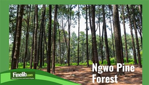 Ngwo Pine Forest: Experience Tranquil Nature and Thrilling Adventure!