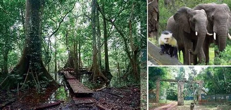 Okomu National Park – A Journey into Nigeria’s Verdant Heartbeat!