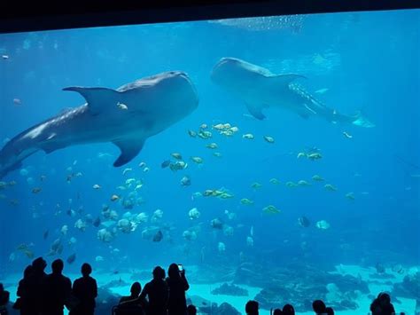 The Georgia Aquarium: An Aquatic Wonderland for All Ages!