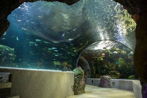 Virginia Aquarium & Marine Science Center: An Underwater Odyssey Awaiting Discovery!